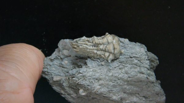 Kentucky Tholocrinus Crinoid #45