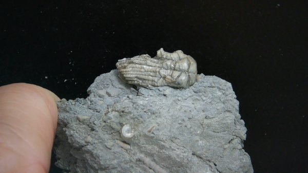 Kentucky Tholocrinus Crinoid #45 - Image 2