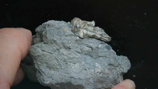 Kentucky Tholocrinus Crinoid #45 - Image 4