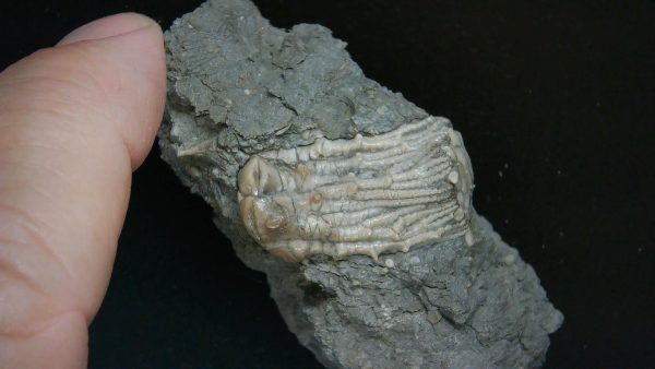 Kentucky Tholocrinus Crinoid #46