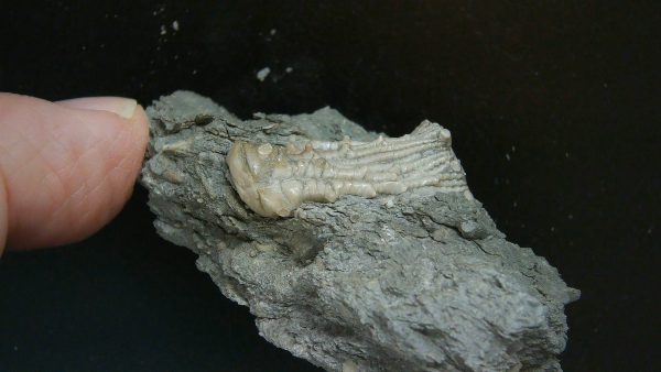 Kentucky Tholocrinus Crinoid #46 - Image 2