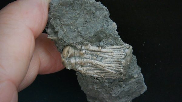 Kentucky Tholocrinus Crinoid #46 - Image 4