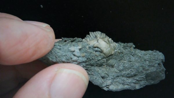 Kentucky Tholocrinus Crinoid #46 - Image 3