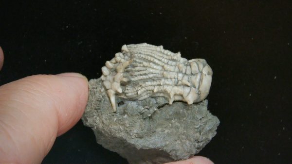 Kentucky Tholocrinus Crinoid #47