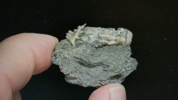 Kentucky Tholocrinus Crinoid #47 - Image 2