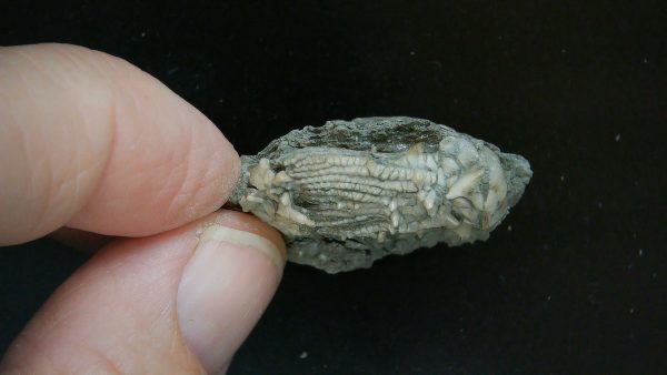 Kentucky Tholocrinus Crinoid #47 - Image 4