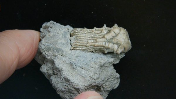 Kentucky Tholocrinus Crinoid #48