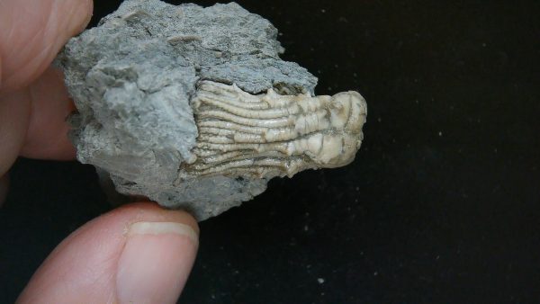 Kentucky Tholocrinus Crinoid #48 - Image 4