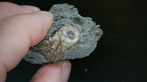 Kentucky Tholocrinus Crinoid #48 - Image 3