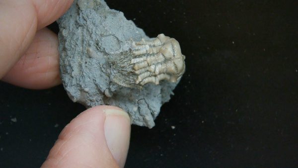 Kentucky Tholocrinus Crinoid #49