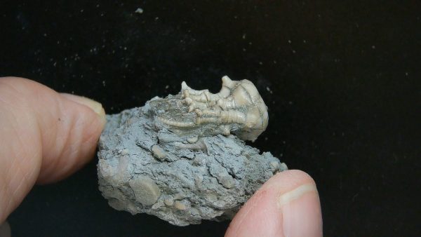 Kentucky Tholocrinus Crinoid #49 - Image 2