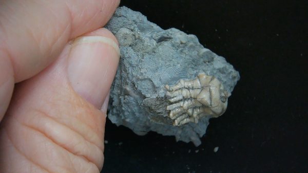 Kentucky Tholocrinus Crinoid #49 - Image 4