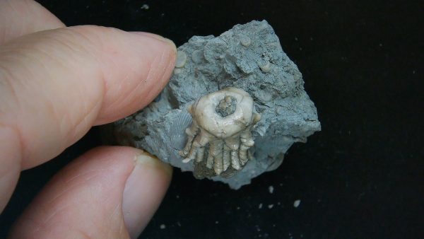 Kentucky Tholocrinus Crinoid #49 - Image 3