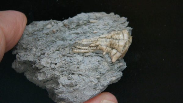 Kentucky Tholocrinus Crinoid #52