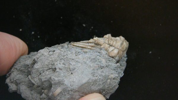 Kentucky Tholocrinus Crinoid #52 - Image 2