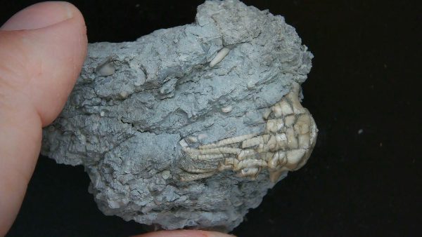 Kentucky Tholocrinus Crinoid #52 - Image 4