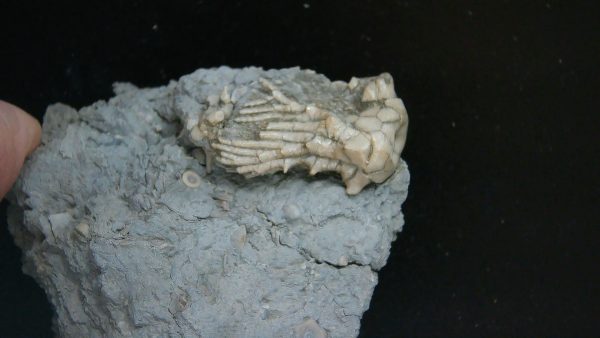 Kentucky Tholocrinus Crinoid #53