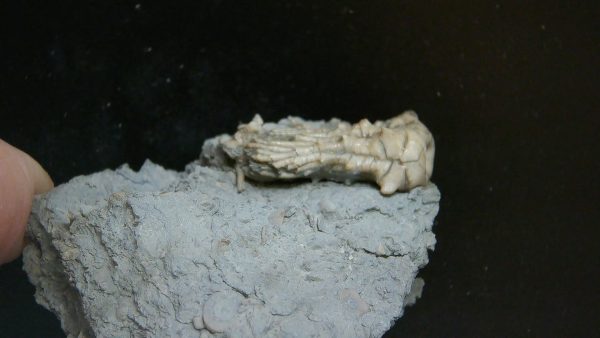 Kentucky Tholocrinus Crinoid #53 - Image 2