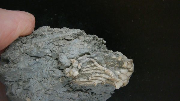 Kentucky Tholocrinus Crinoid #53 - Image 4