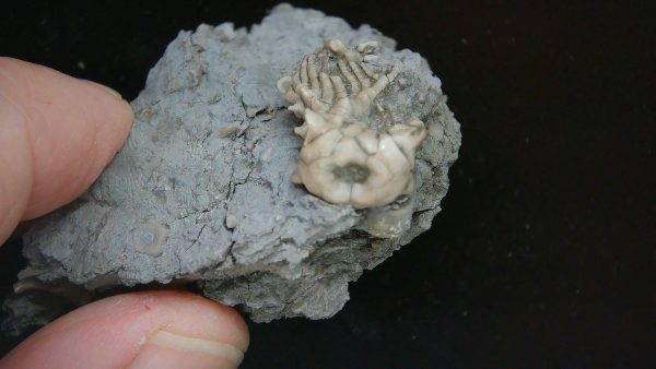 Kentucky Tholocrinus Crinoid #53 - Image 3