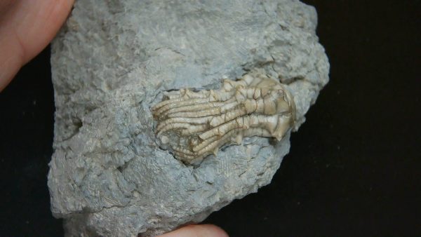 Kentucky Tholocrinus Crinoid #54