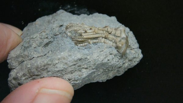 Kentucky Tholocrinus Crinoid #54 - Image 2