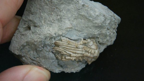 Kentucky Tholocrinus Crinoid #54 - Image 4