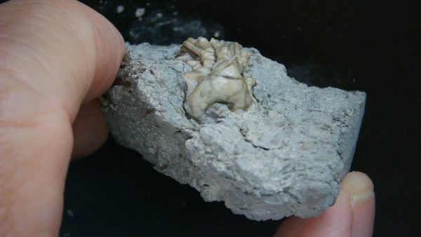 Kentucky Tholocrinus Crinoid #54 - Image 3