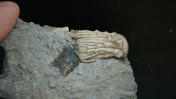 Kentucky Tholocrinus Crinoid #56