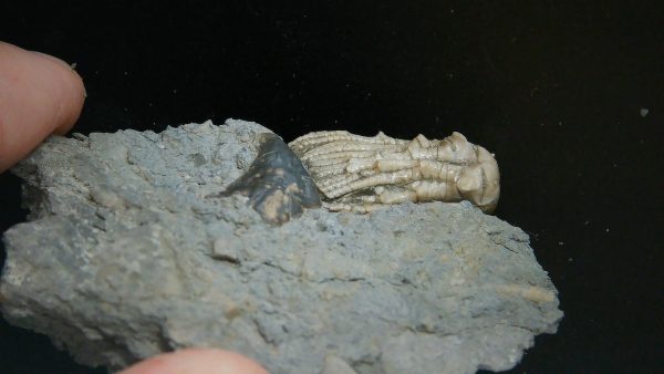 Kentucky Tholocrinus Crinoid #56 - Image 2