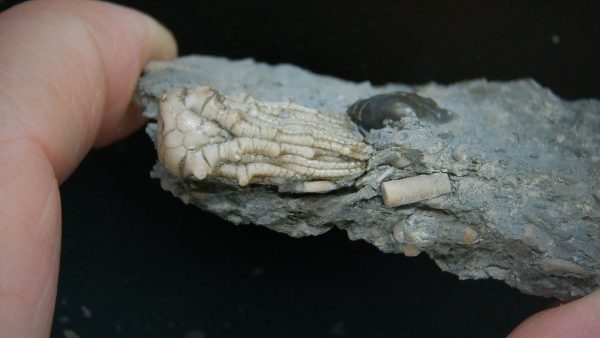 Kentucky Tholocrinus Crinoid #56 - Image 4