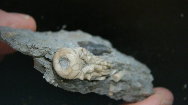 Kentucky Tholocrinus Crinoid #56 - Image 3