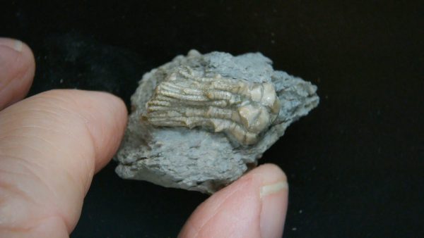 Kentucky Tholocrinus Crinoid #57