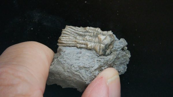 Kentucky Tholocrinus Crinoid #57 - Image 2