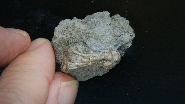 Kentucky Tholocrinus Crinoid #57 - Image 4