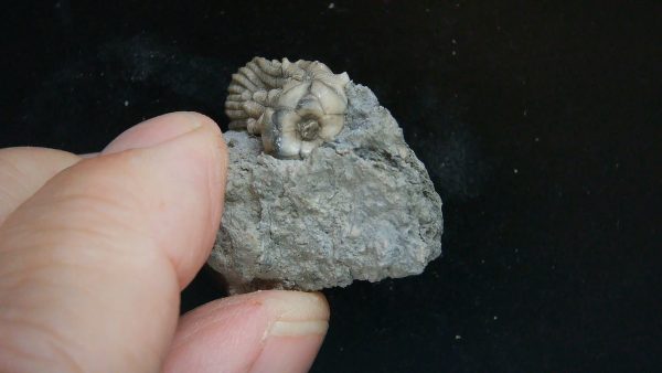 Kentucky Tholocrinus Crinoid #57 - Image 3