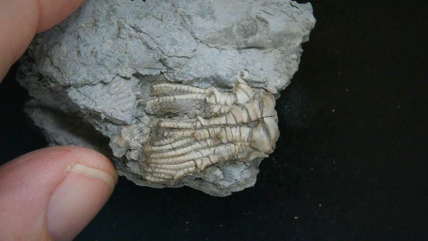 Kentucky Tholocrinus Crinoid #58