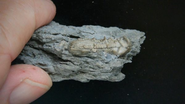 Kentucky Tholocrinus Crinoid #58 - Image 2