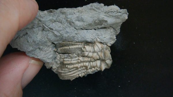 Kentucky Tholocrinus Crinoid #58 - Image 4