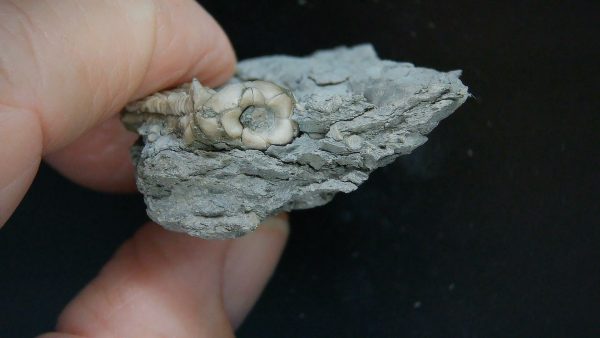 Kentucky Tholocrinus Crinoid #58 - Image 3