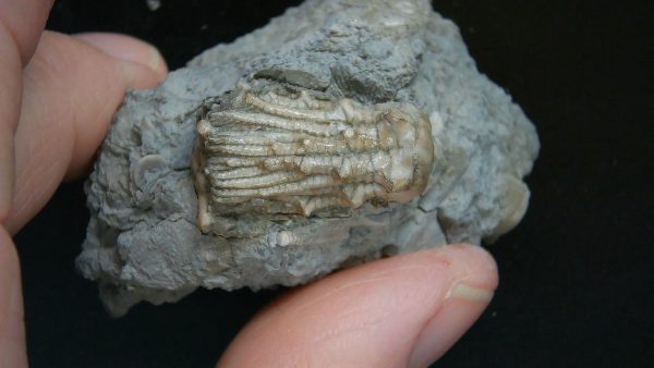 Kentucky Tholocrinus Crinoid #59