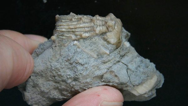 Kentucky Tholocrinus Crinoid #59 - Image 2