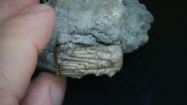 Kentucky Tholocrinus Crinoid #59 - Image 4