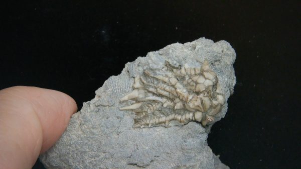 Kentucky Tholocrinus Crinoid #60