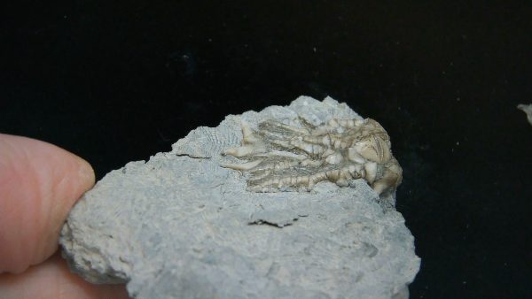 Kentucky Tholocrinus Crinoid #60 - Image 2