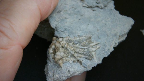 Kentucky Tholocrinus Crinoid #60 - Image 4