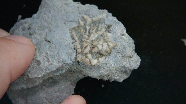 Kentucky Tholocrinus Crinoid #60 - Image 3