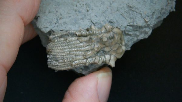 Kentucky Tholocrinus Crinoid #61