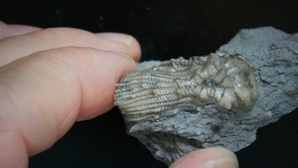 Kentucky Tholocrinus Crinoid #61 - Image 2