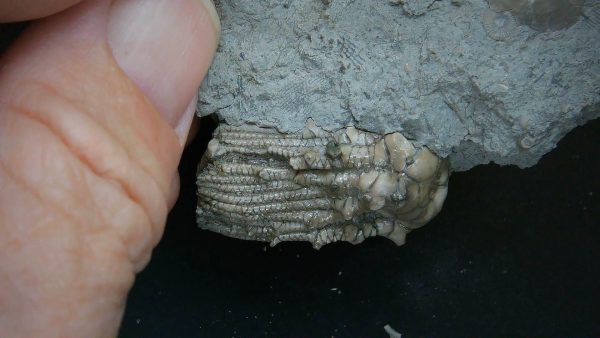 Kentucky Tholocrinus Crinoid #61 - Image 4